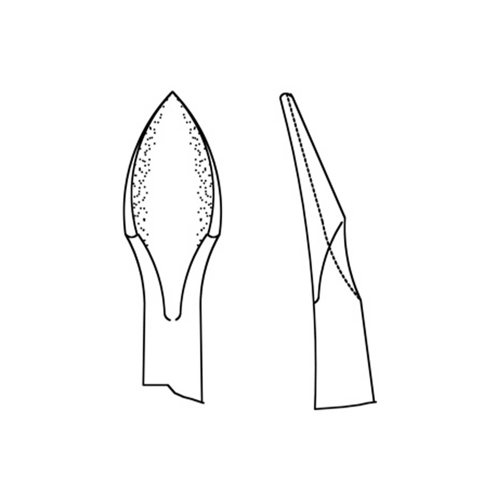 66B-Wurzelheber-Bernard-mod-5-0-mm-H-Type-A-ergonomische-Dentalinstrumente-fuer-Frauen-CAD